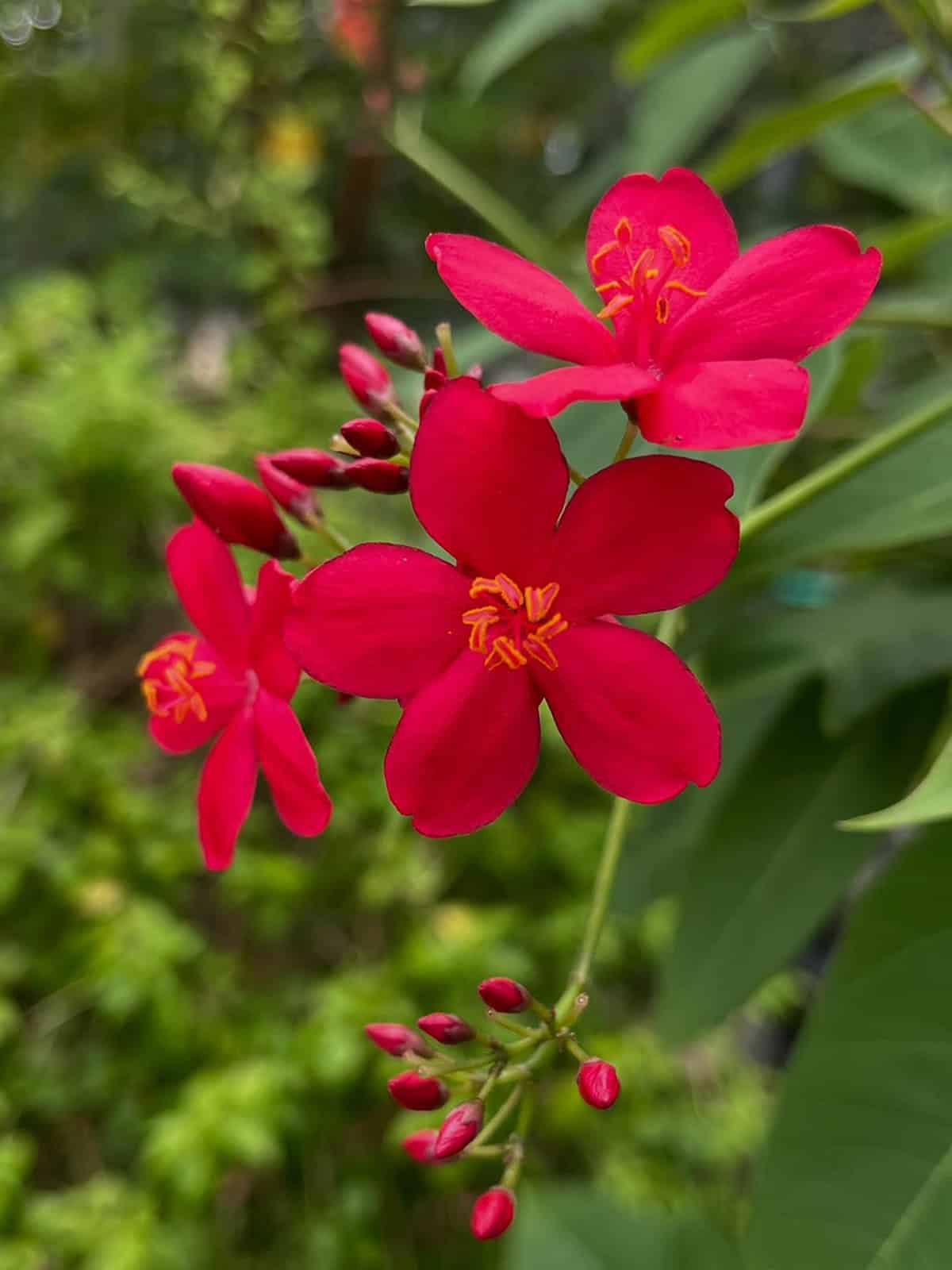 Jatropha