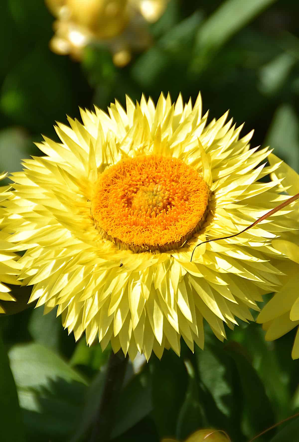 Light Strawflowers