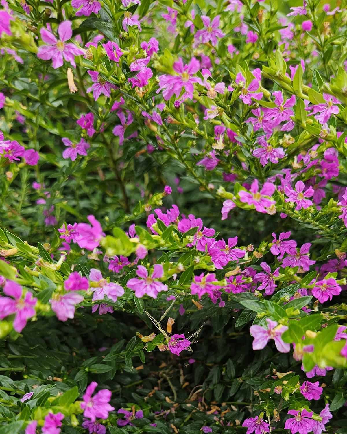 Mexican Heather