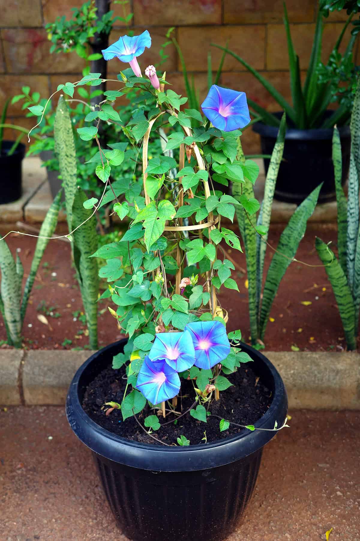 Morning Glories