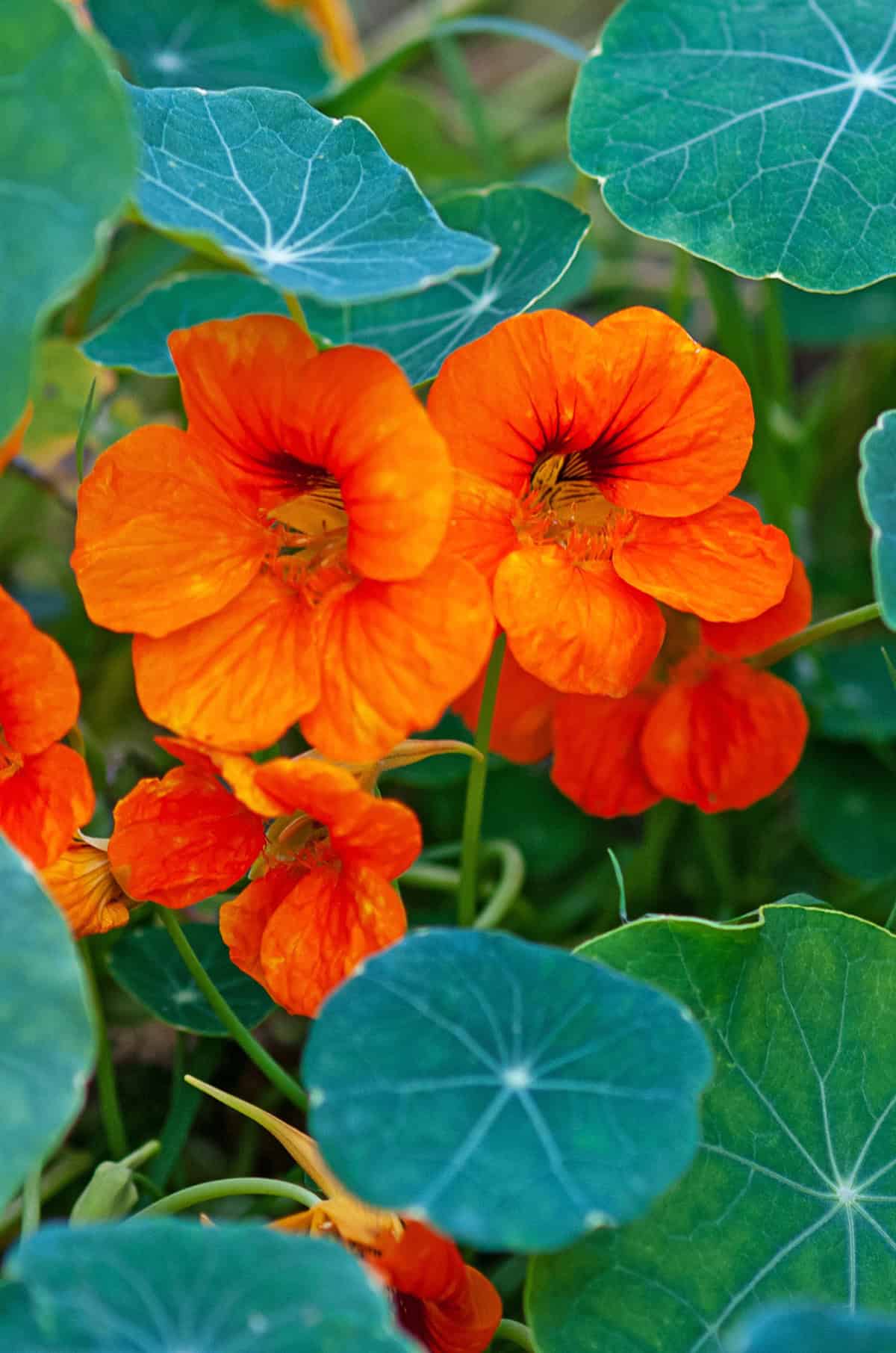 Nasturtiums