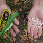 Organic vs Chemical Fertilizers