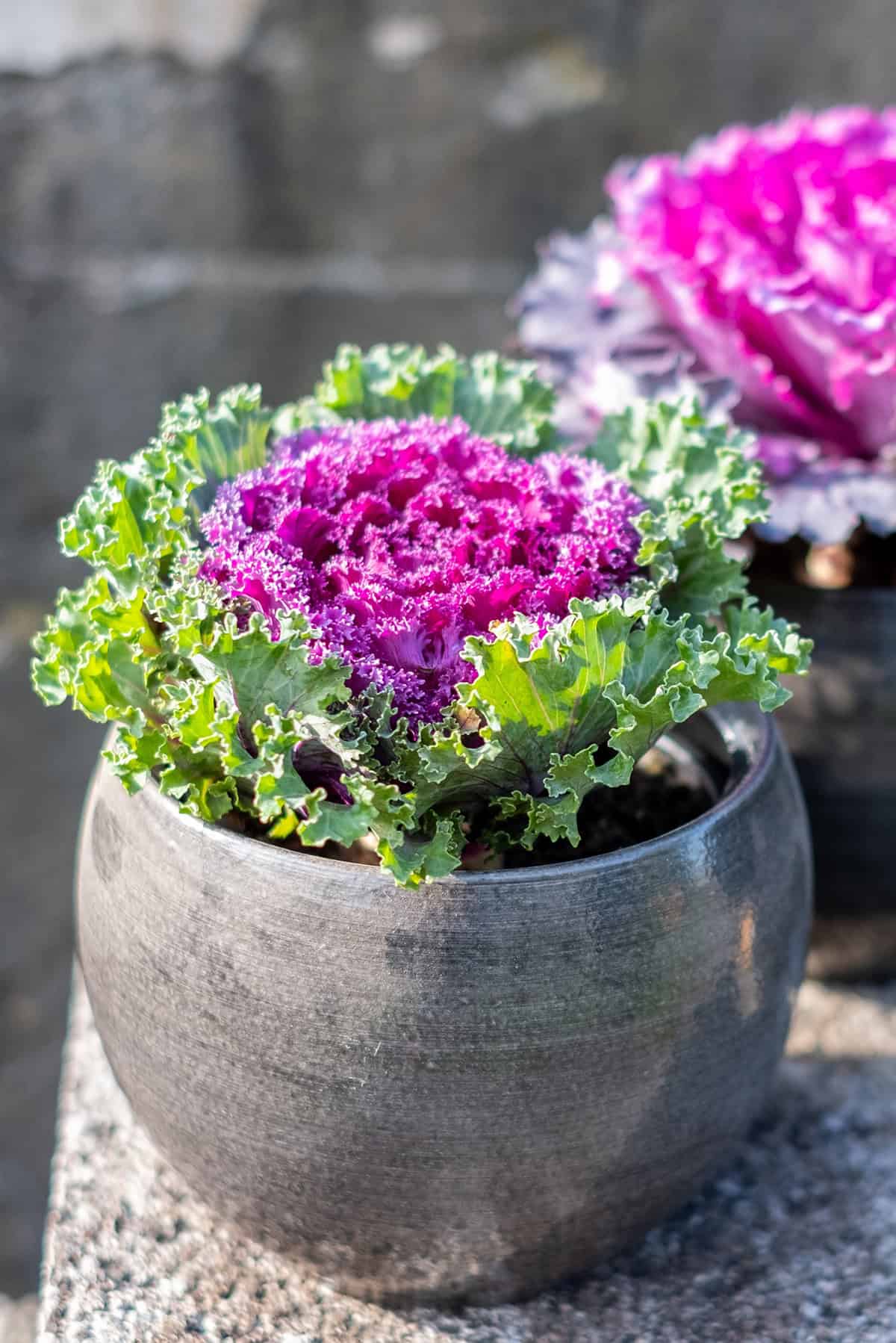 Ornamental Kale & Cabbage