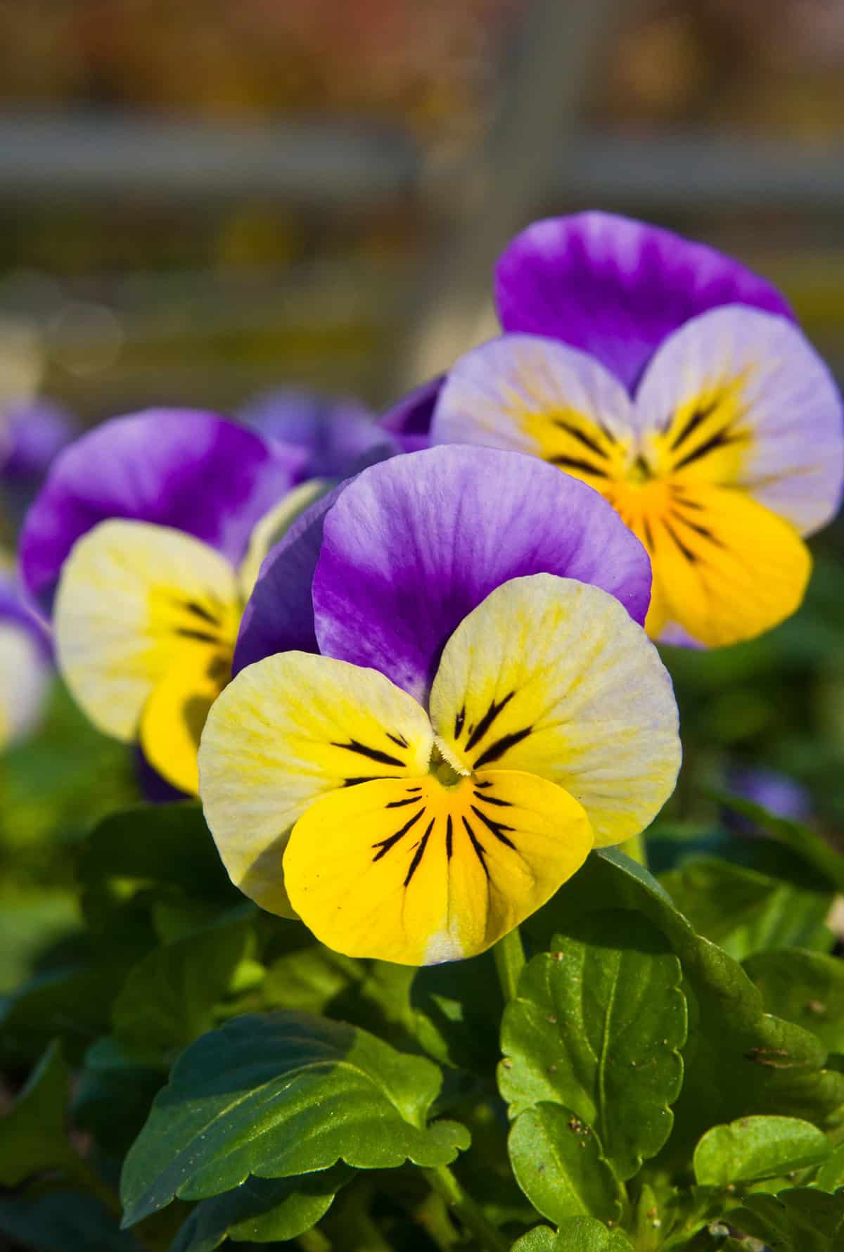 Pansies