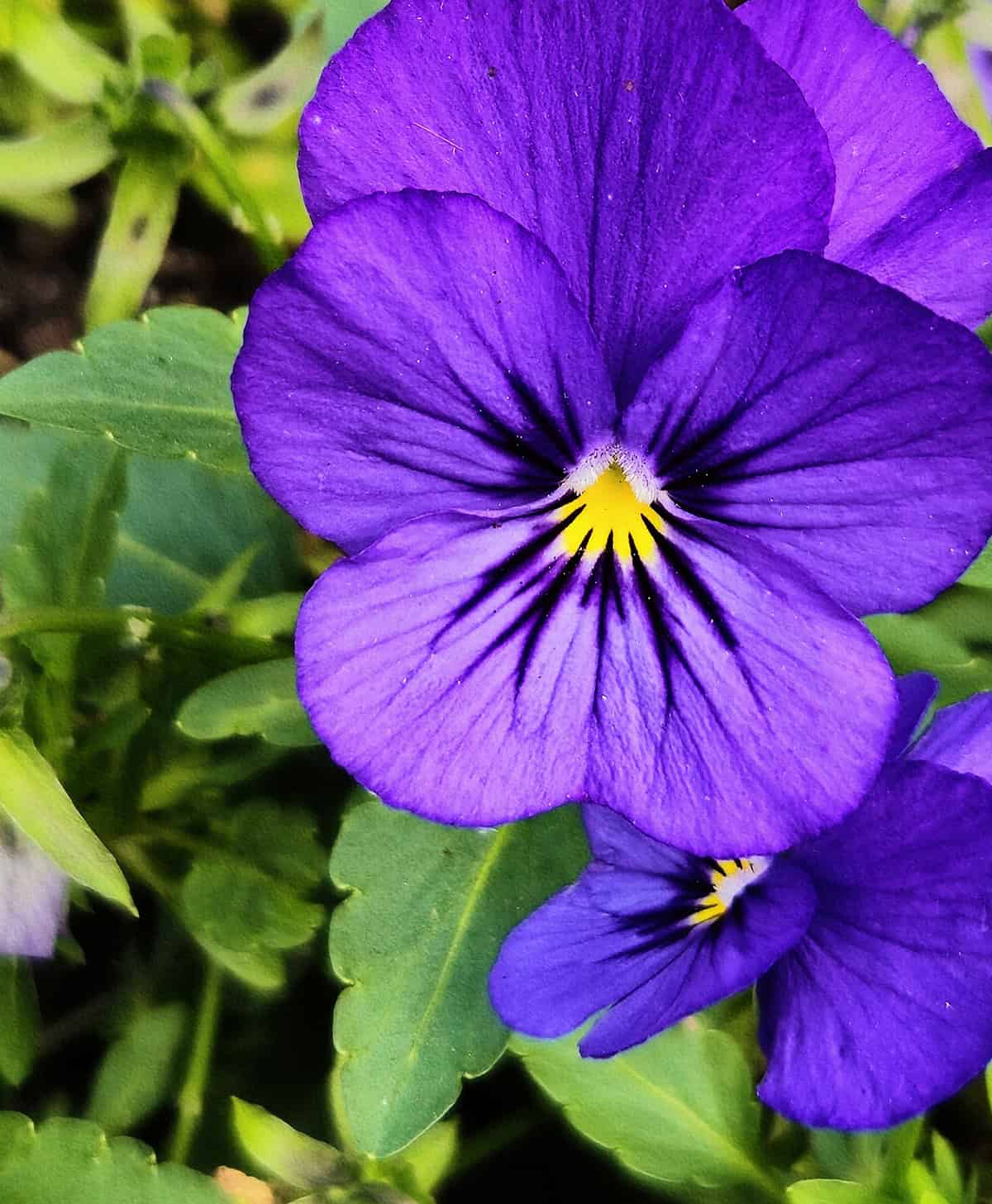 Pansies