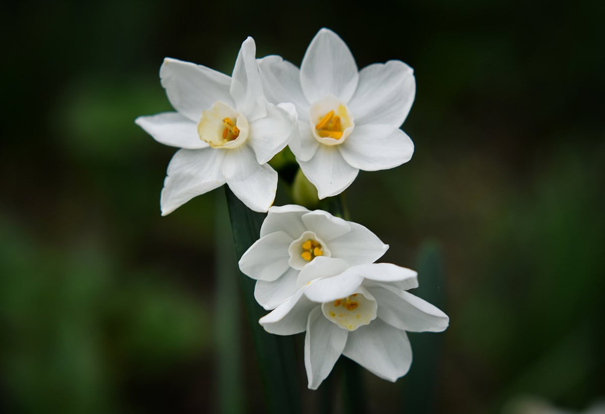 Paperwhites (Narcissus)