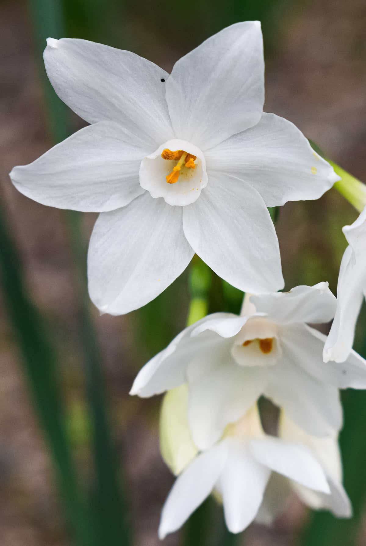 Paperwhites