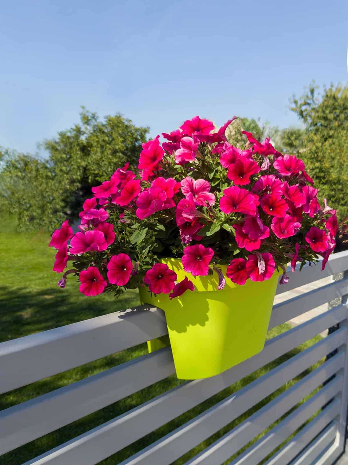 Petunias
