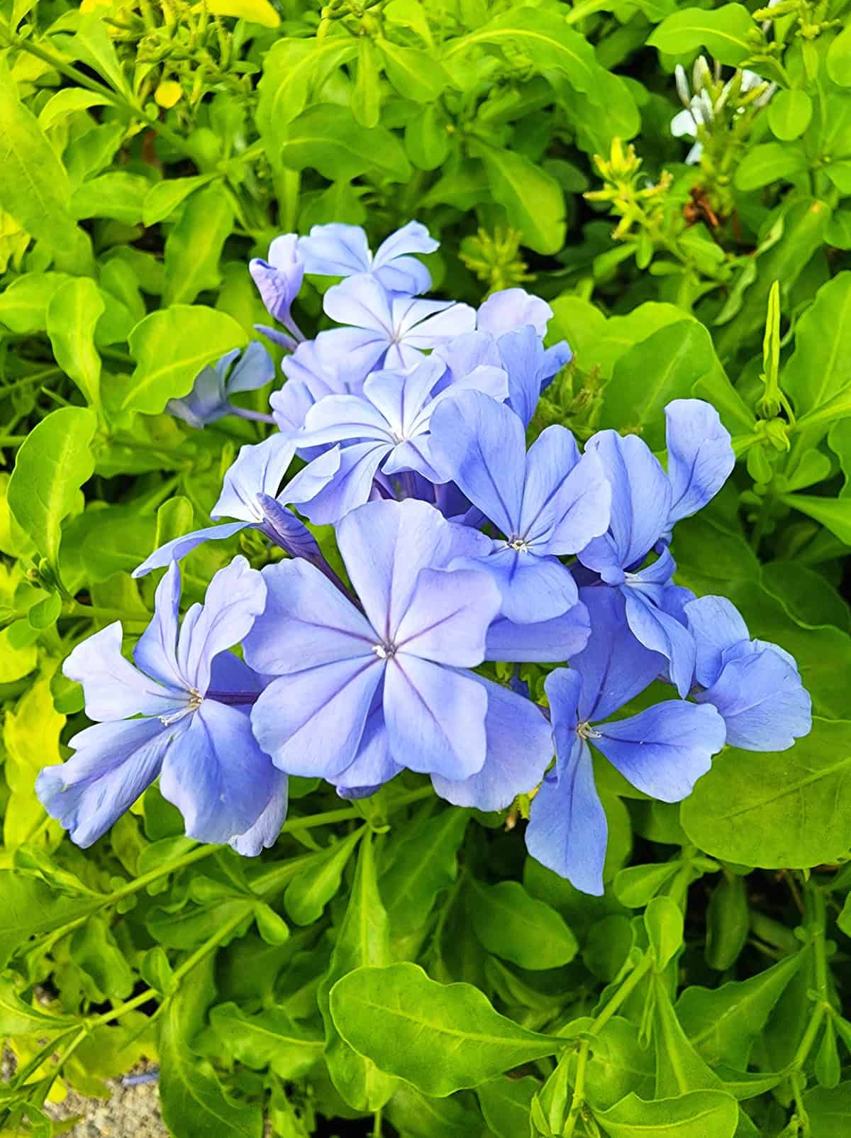 Plumbago