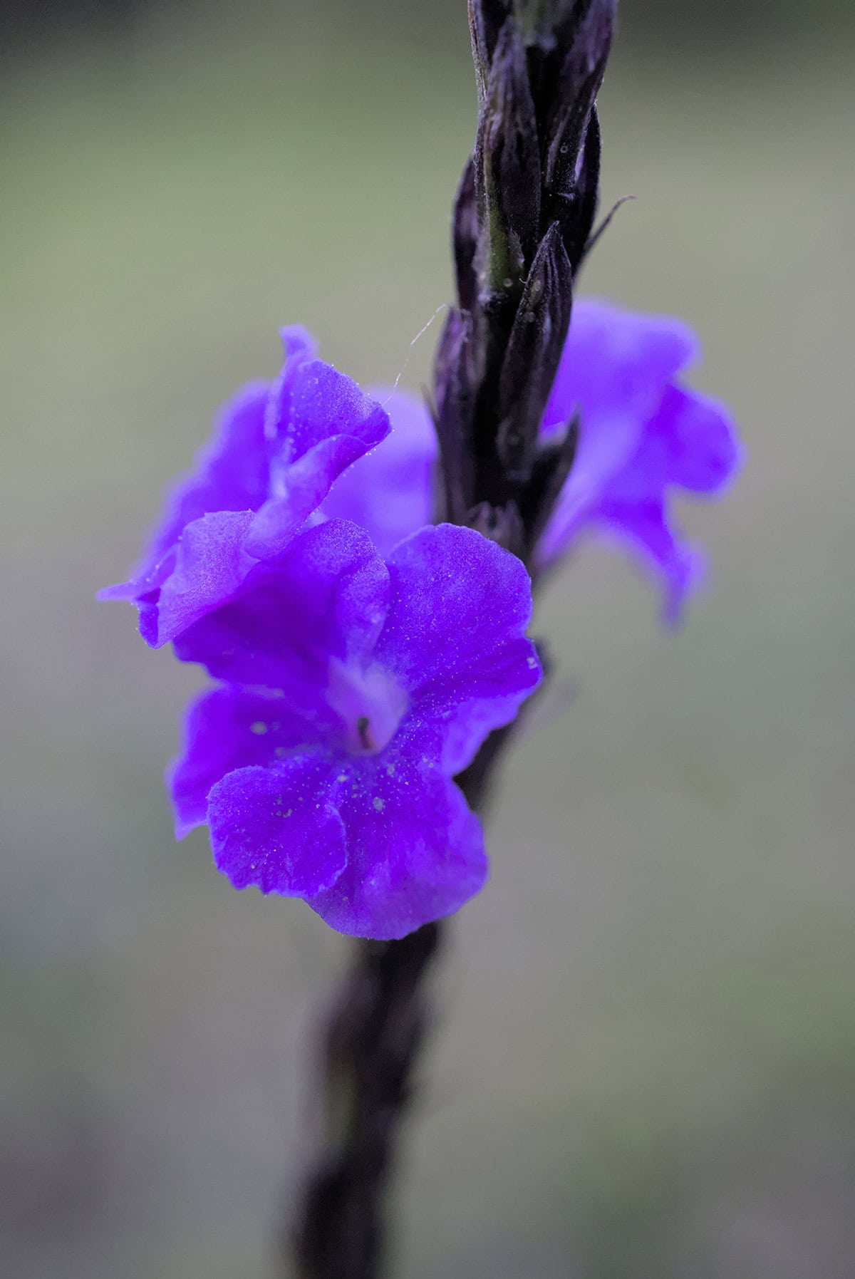 Porterweed