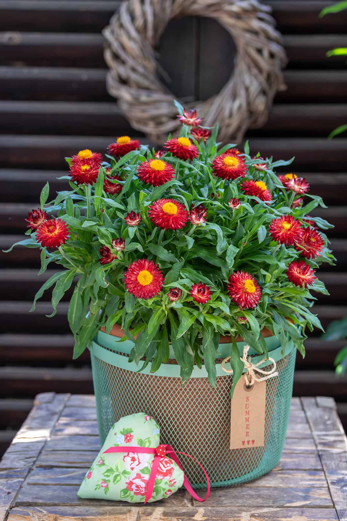 Potting And Repotting Strawflowers