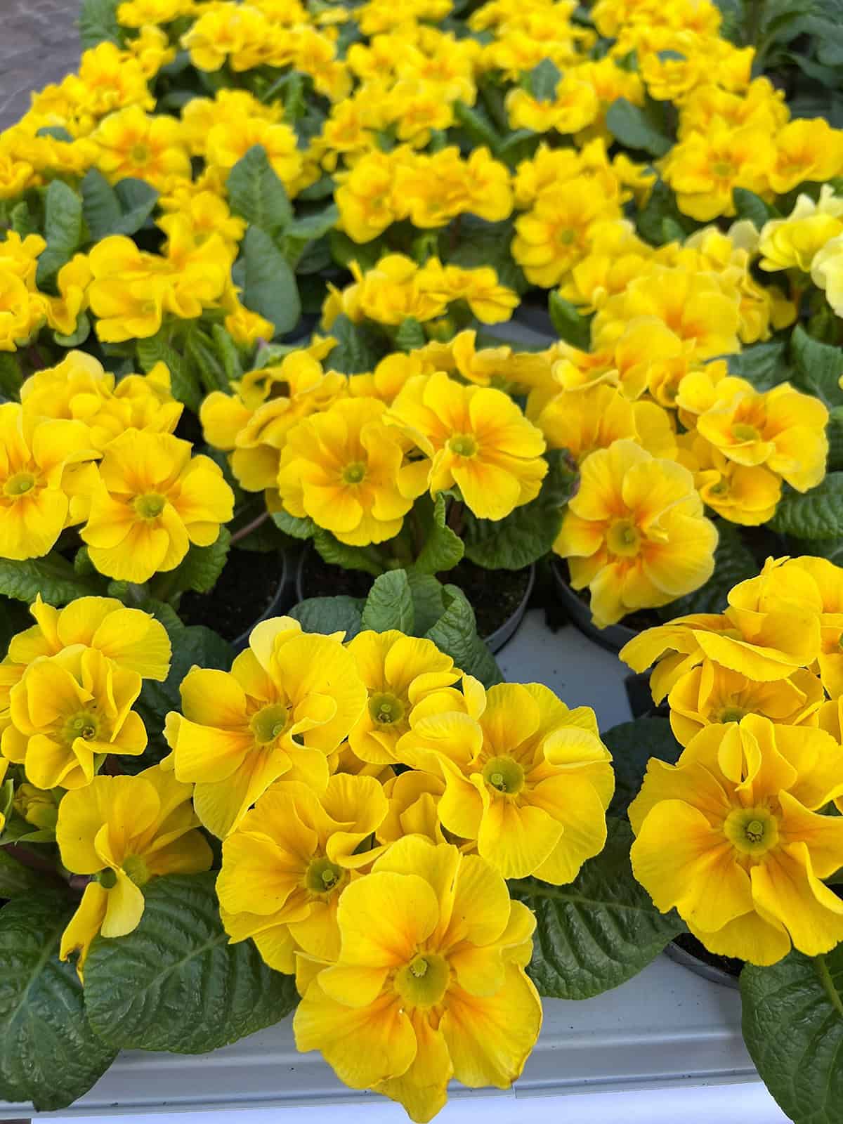 Primroses