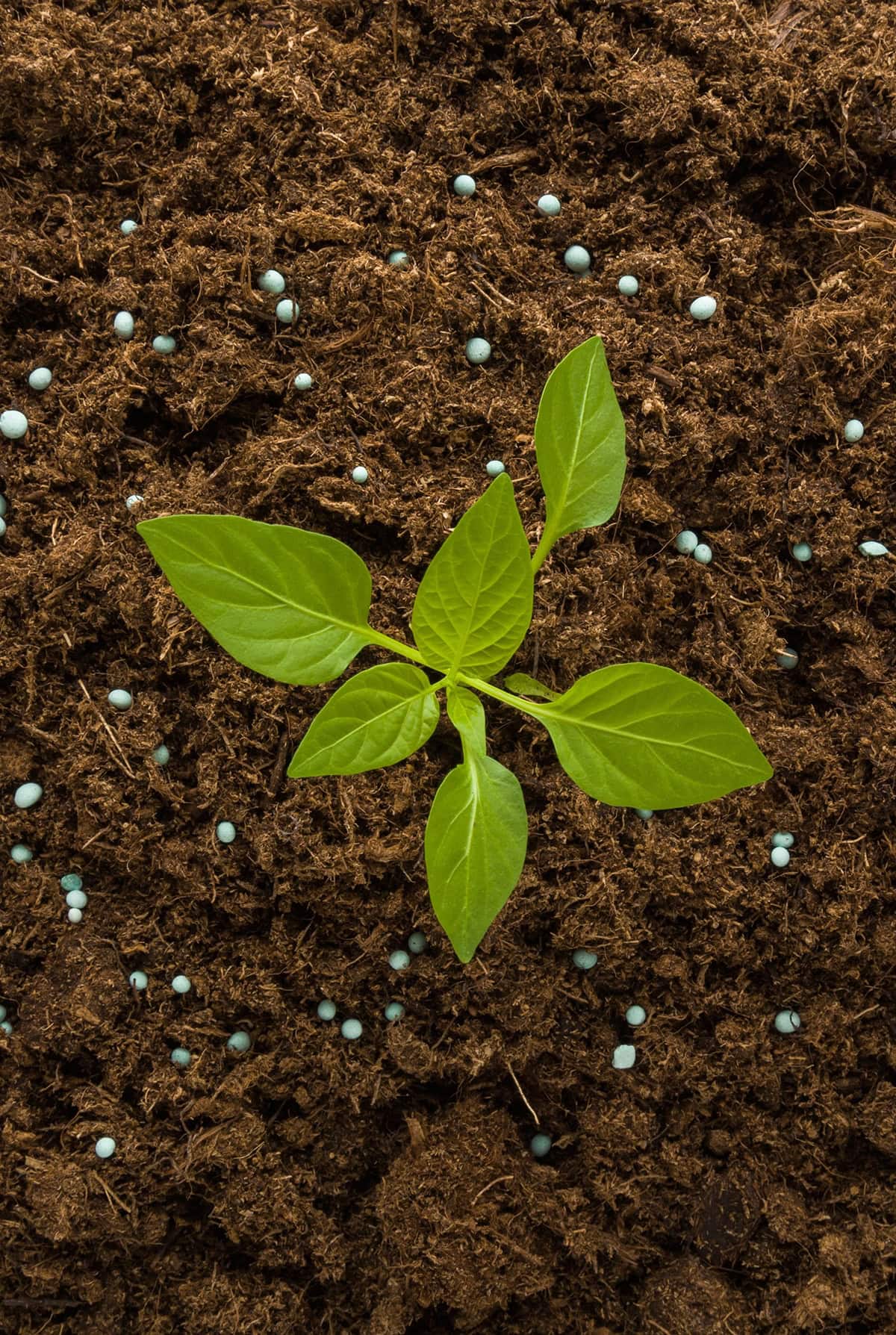 Pros and Cons of Chemical Fertilizers