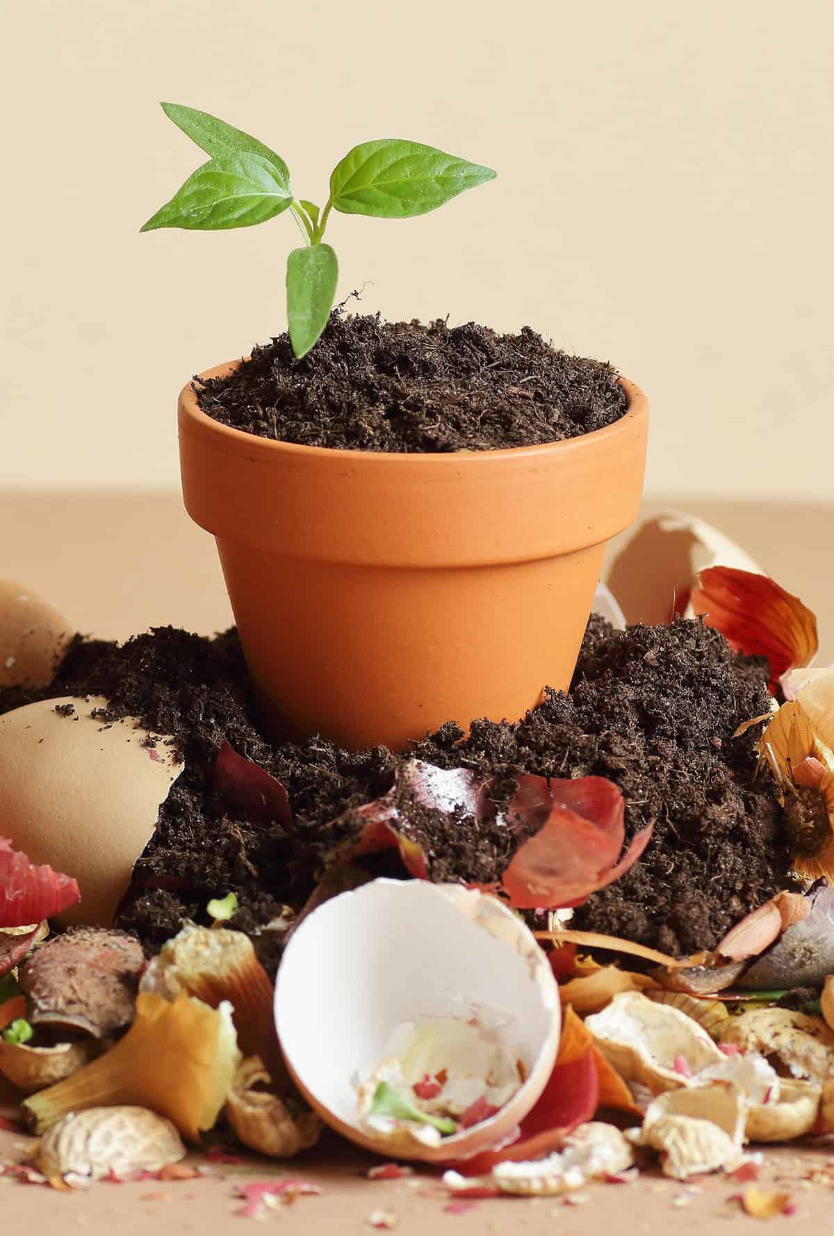 Pros and Cons of Organic Fertilizers