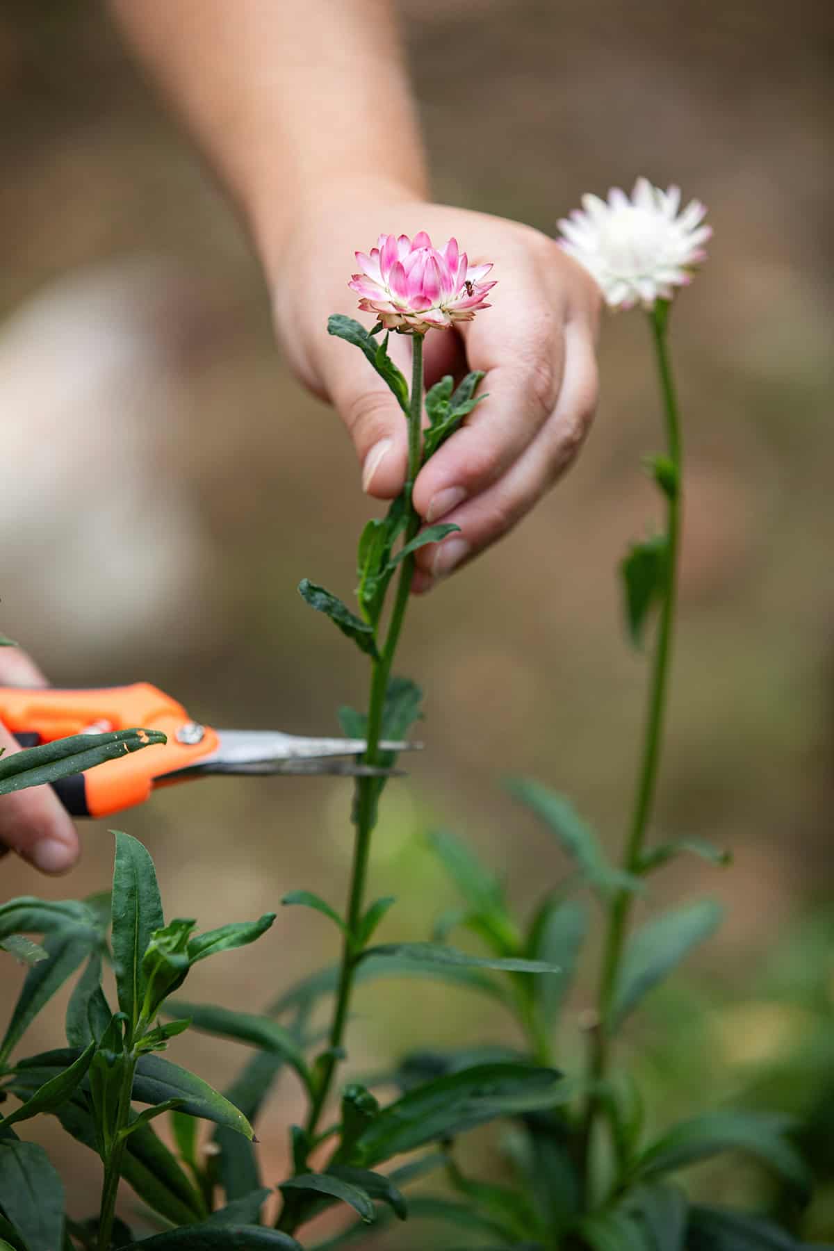 Pruning Strawflowers