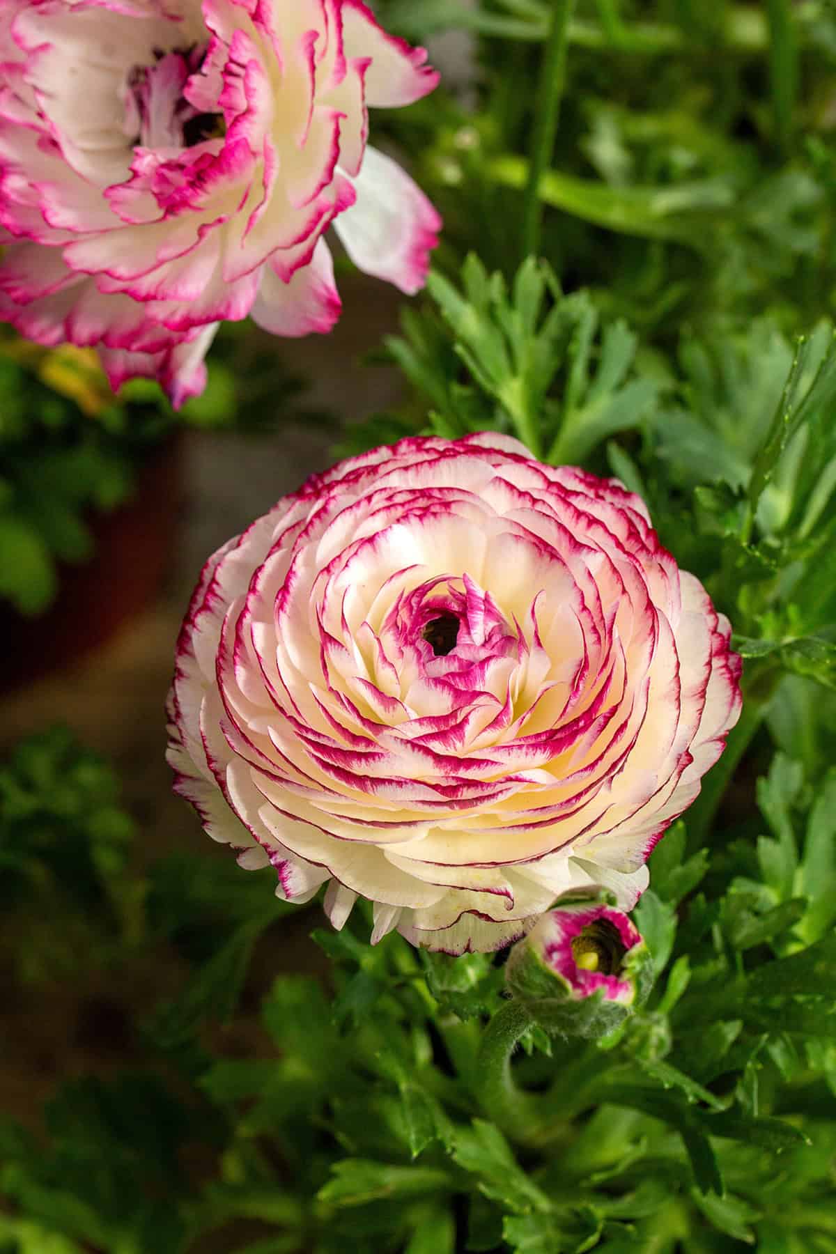 Ranunculus