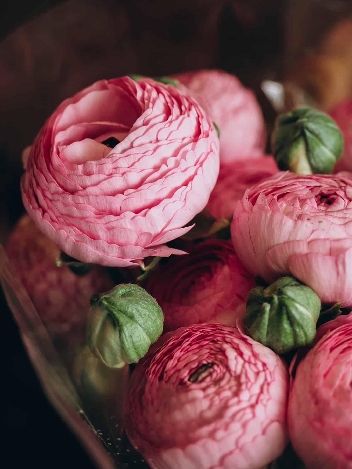 Ranunculus