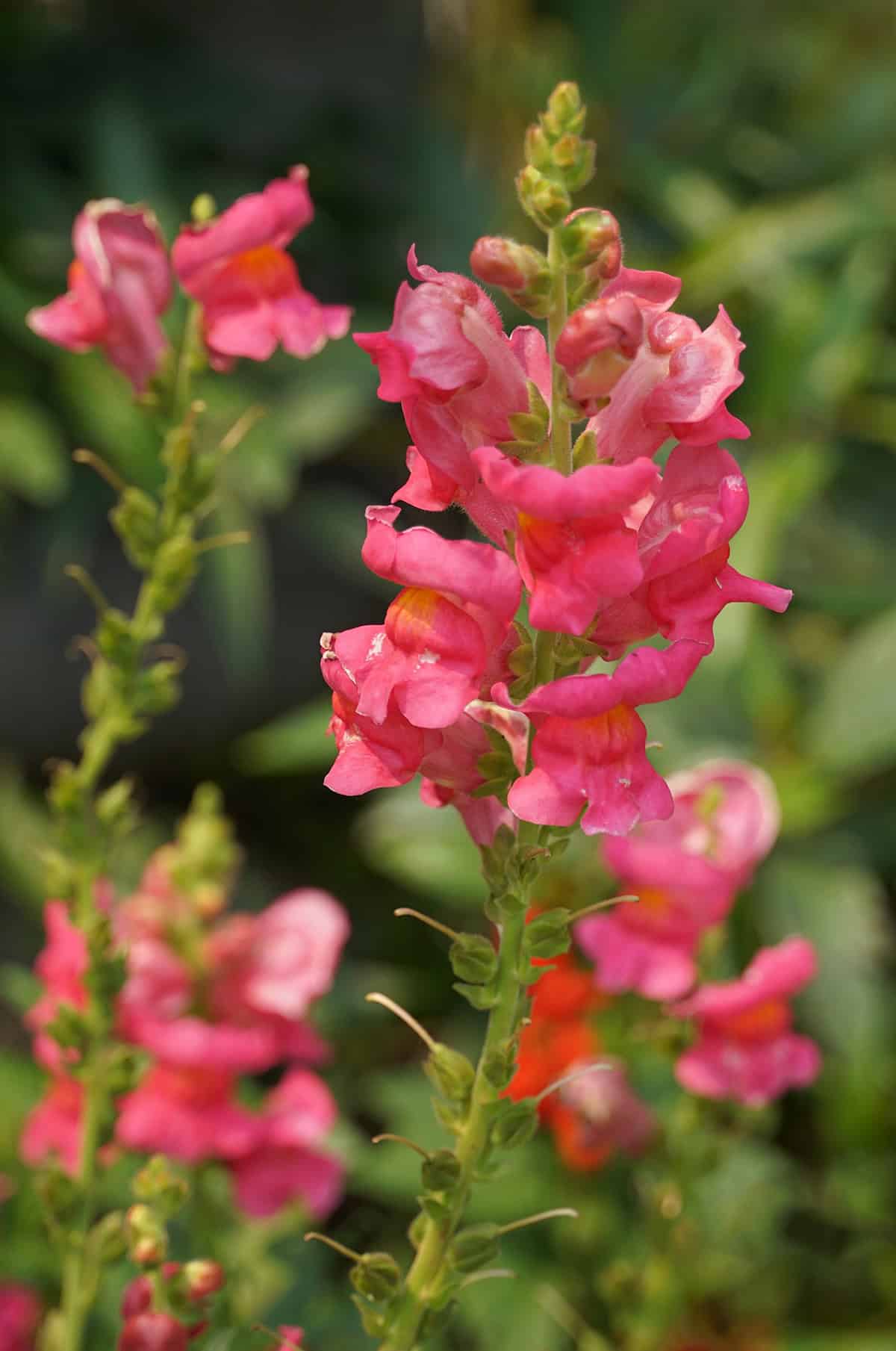 Snapdragons
