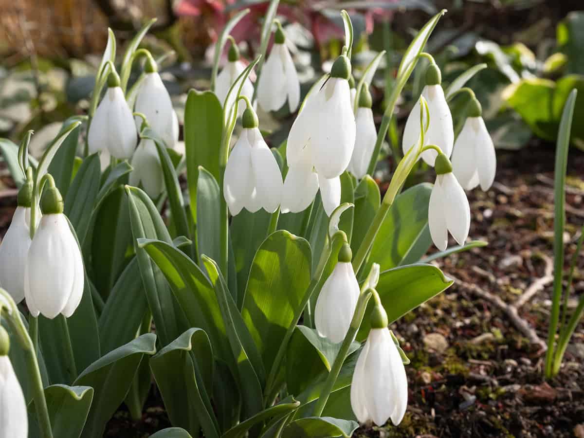 Snowdrops (Galanthus)