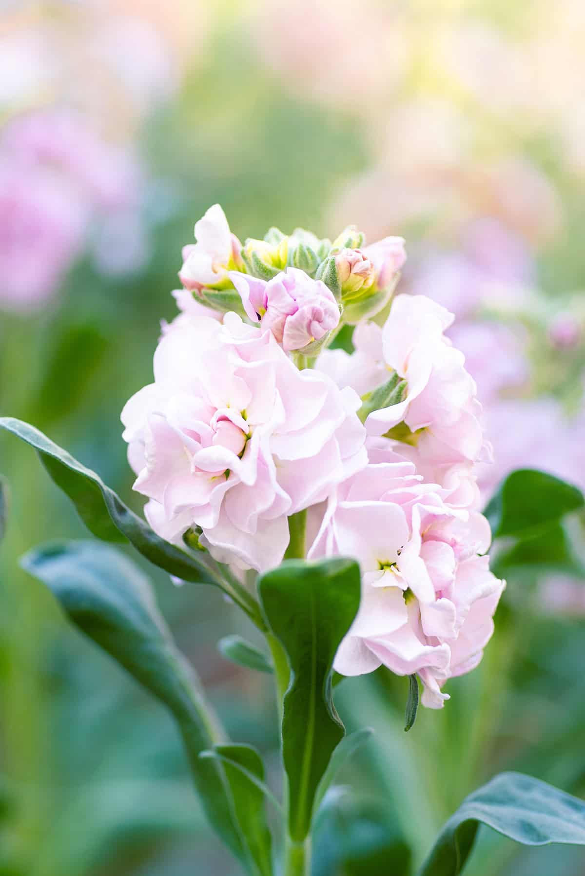 Stock (Matthiola)
