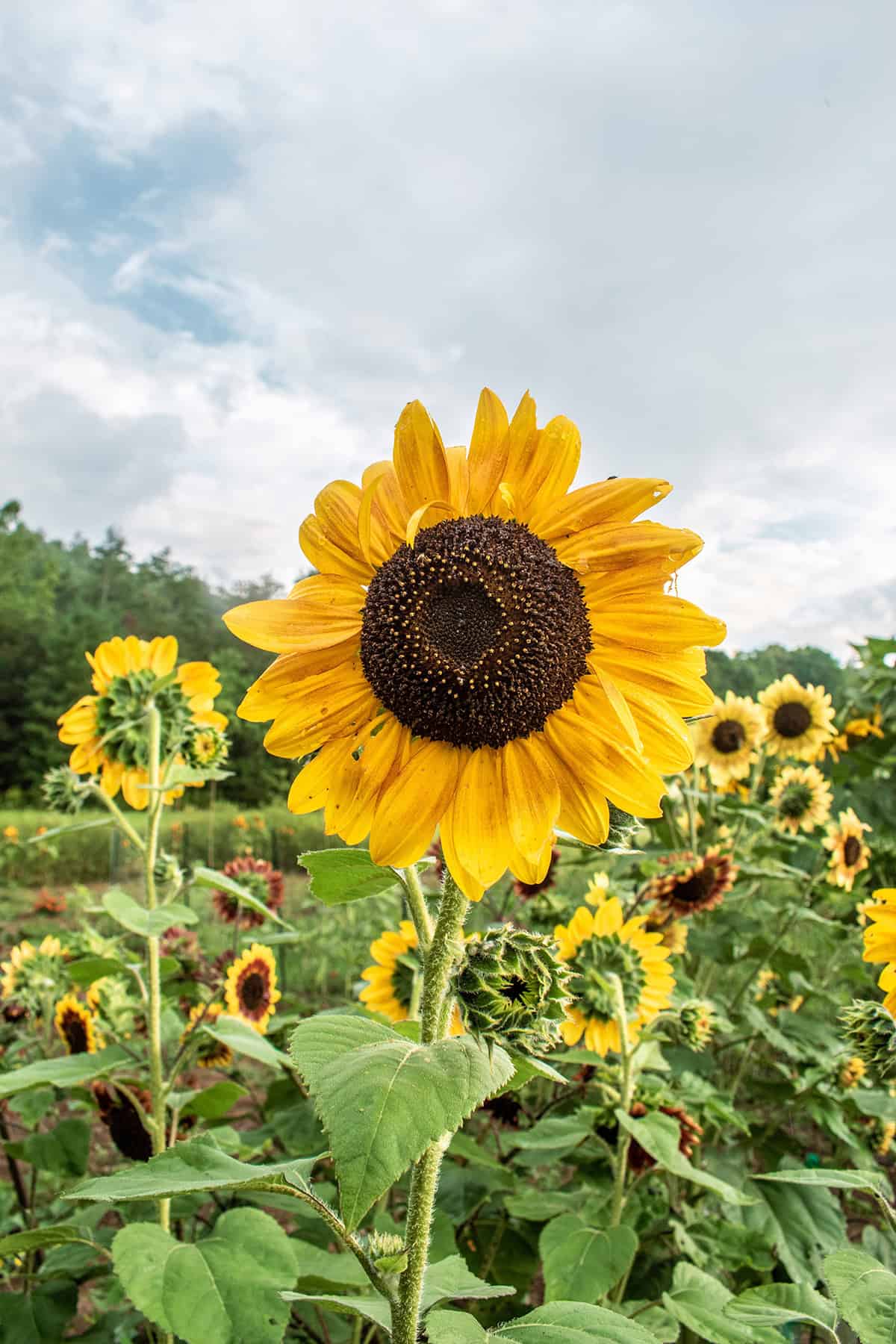 Sunflowers