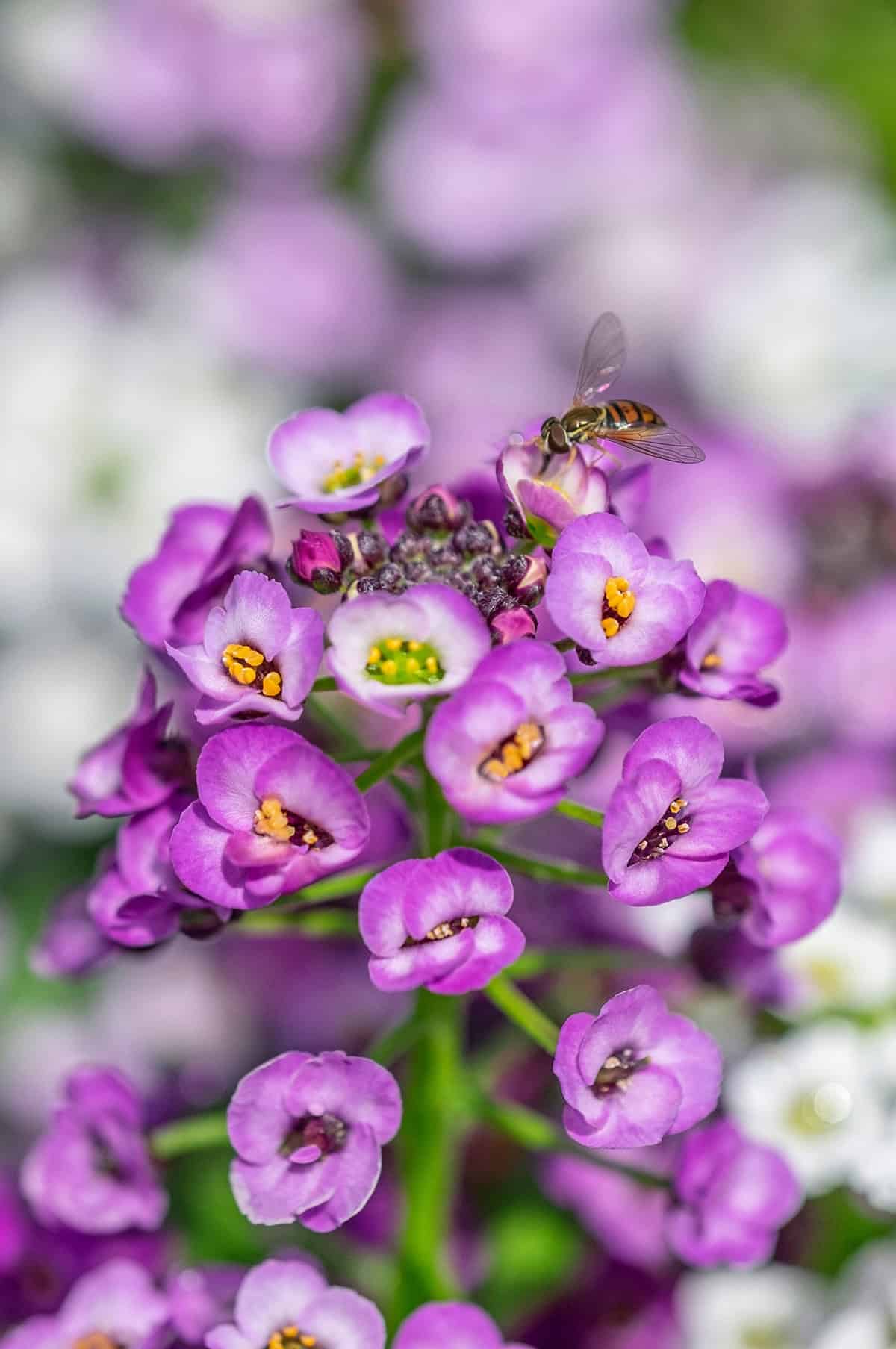 Sweet Alyssum