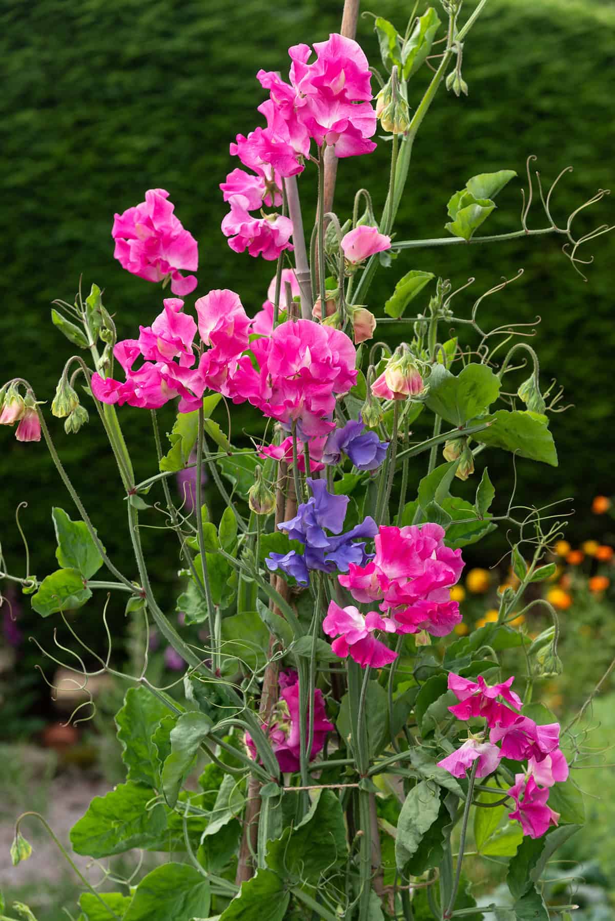 Sweet Peas