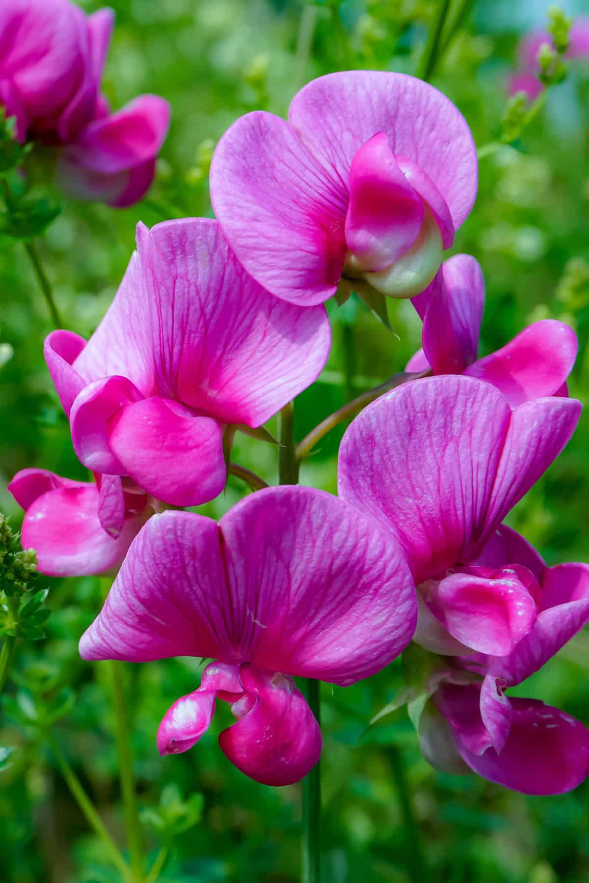 Sweet Peas