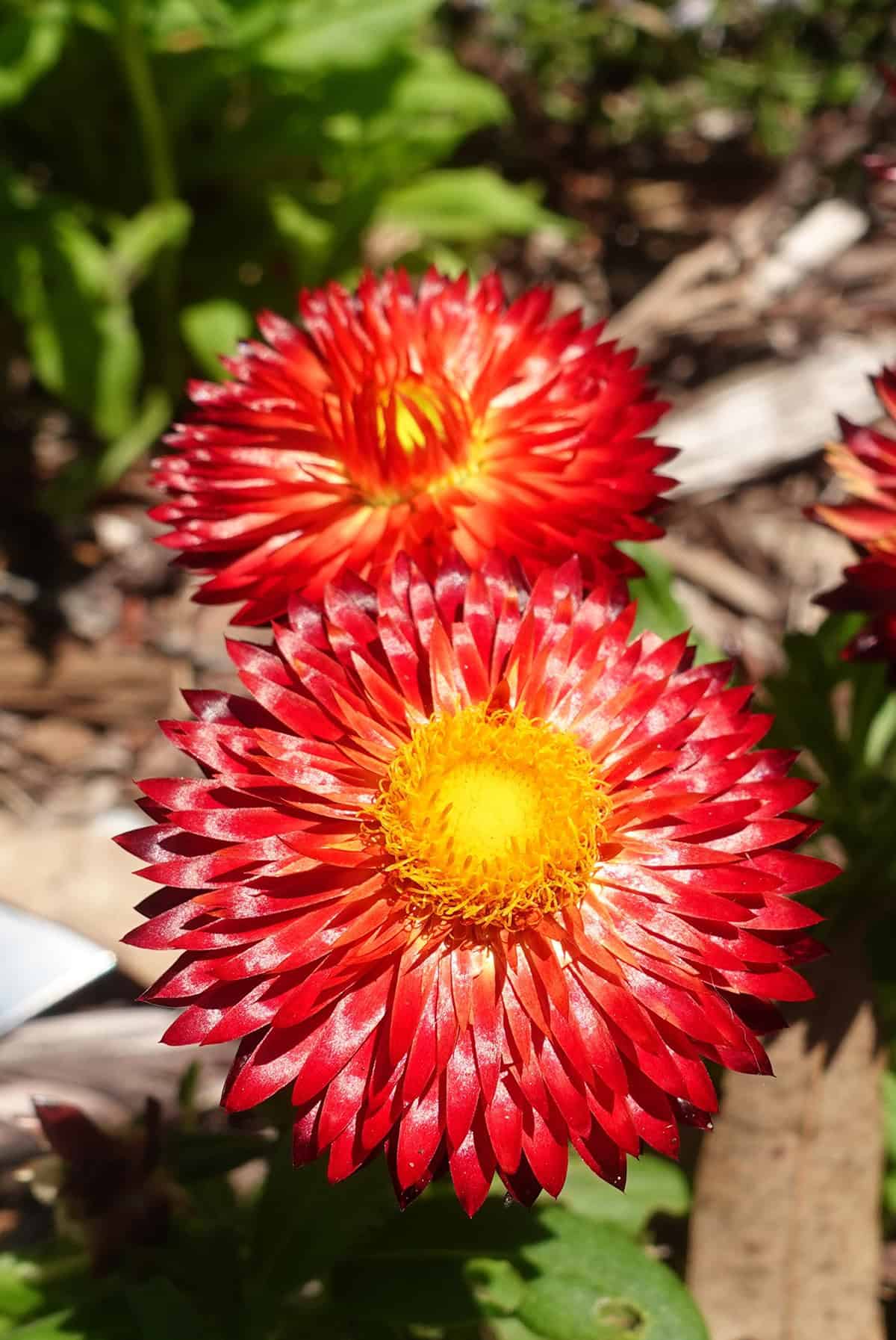 Temperature And Humidity Strawflowers