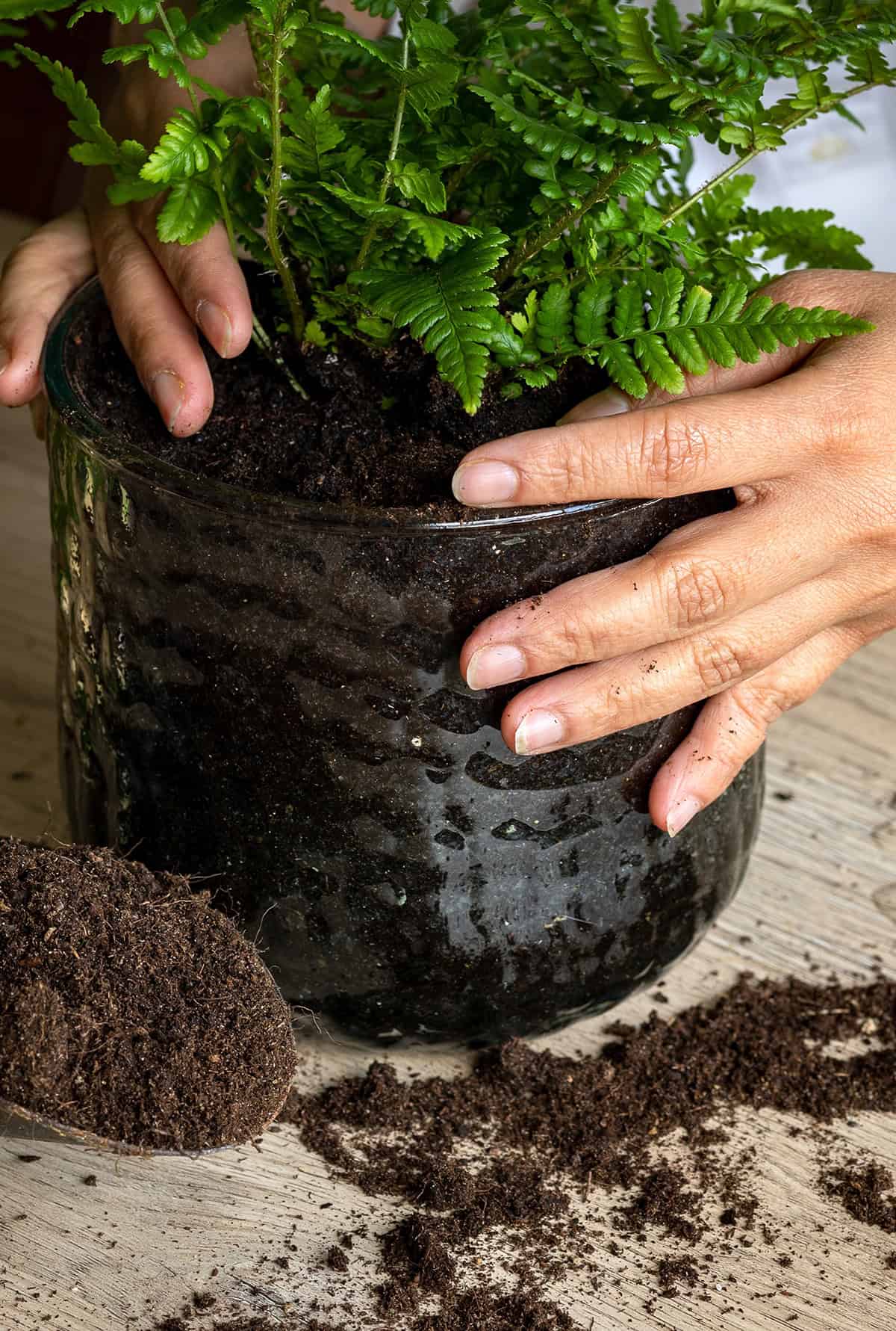 Use The Right Soil And Pot