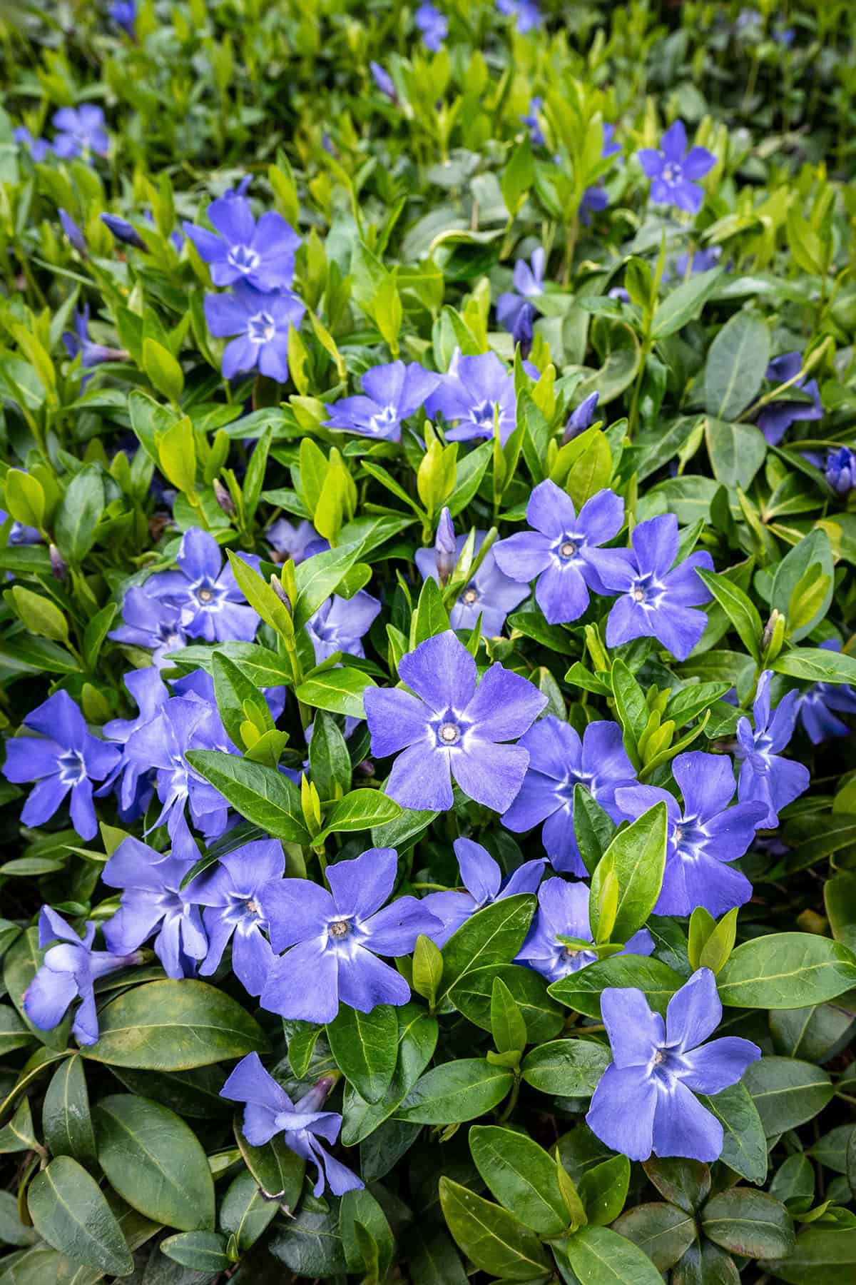 Vinca (Periwinkle)