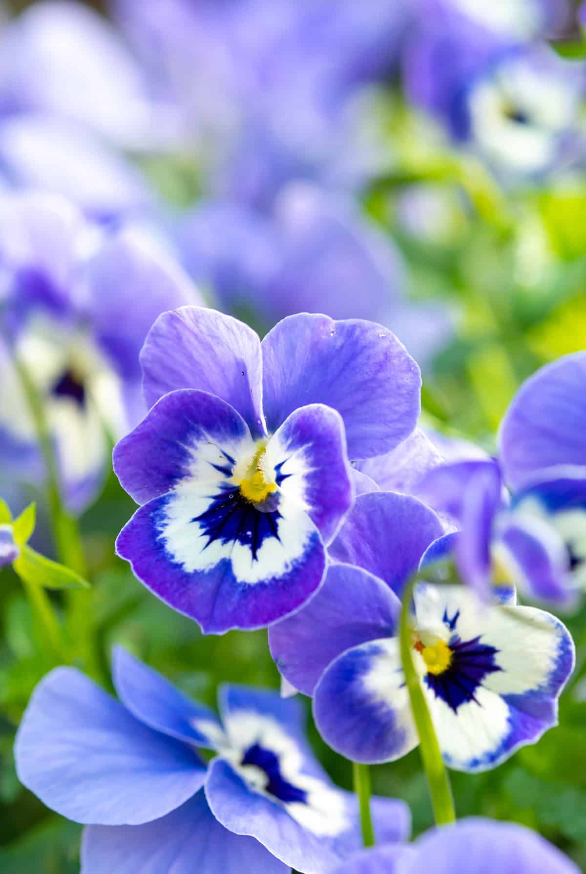 Violas_1