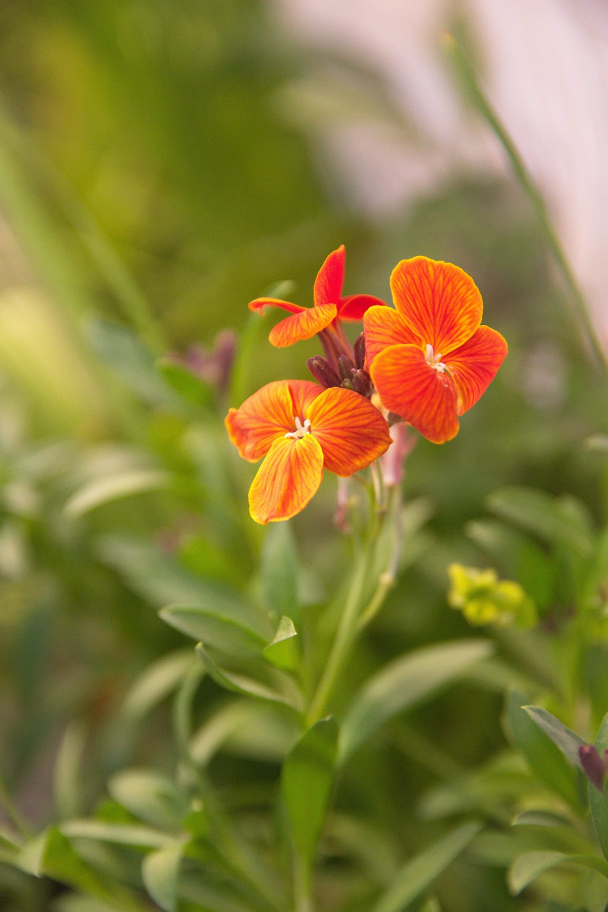 Wallflowers (Erysimum)