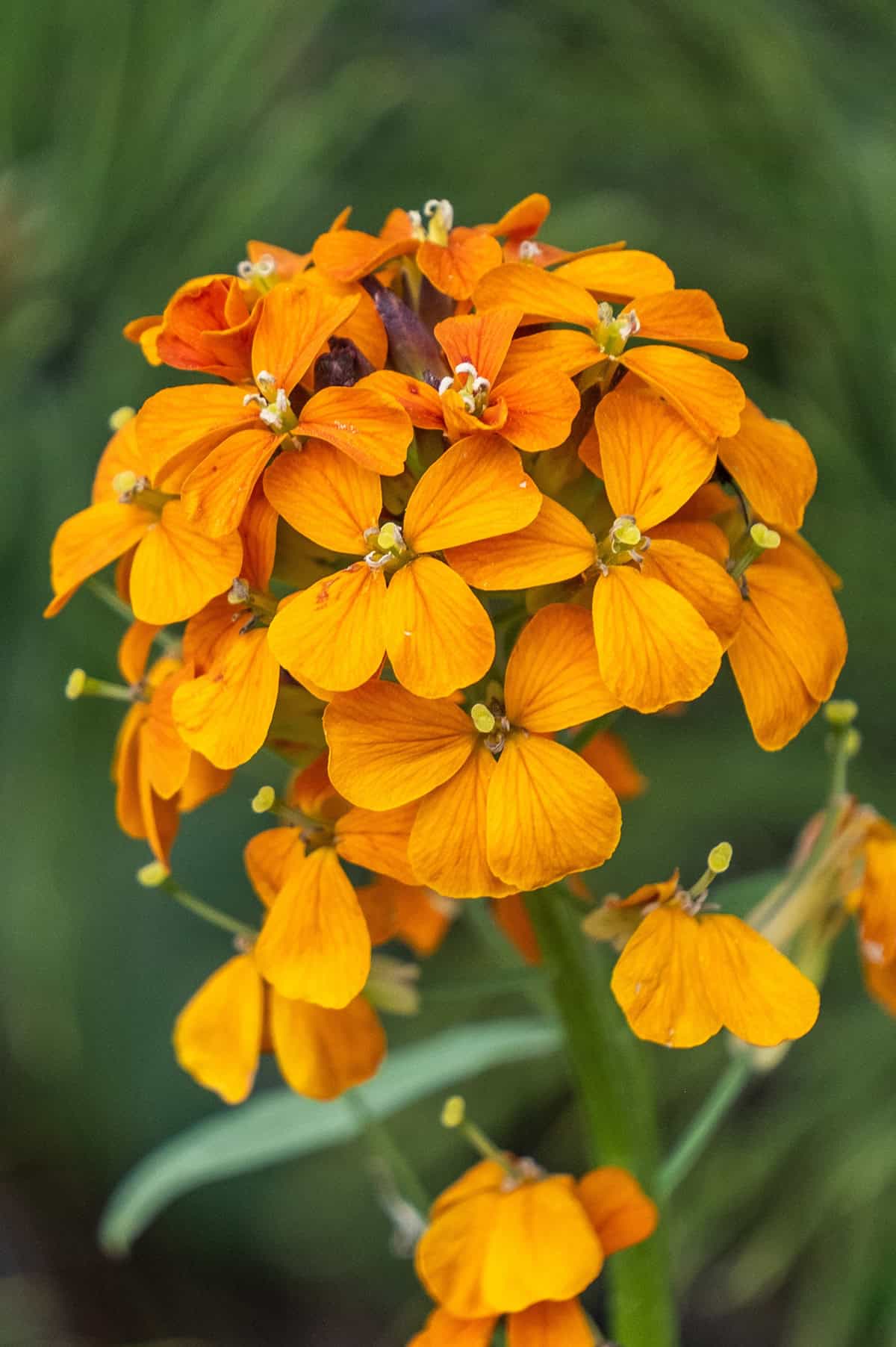 Wallflowers