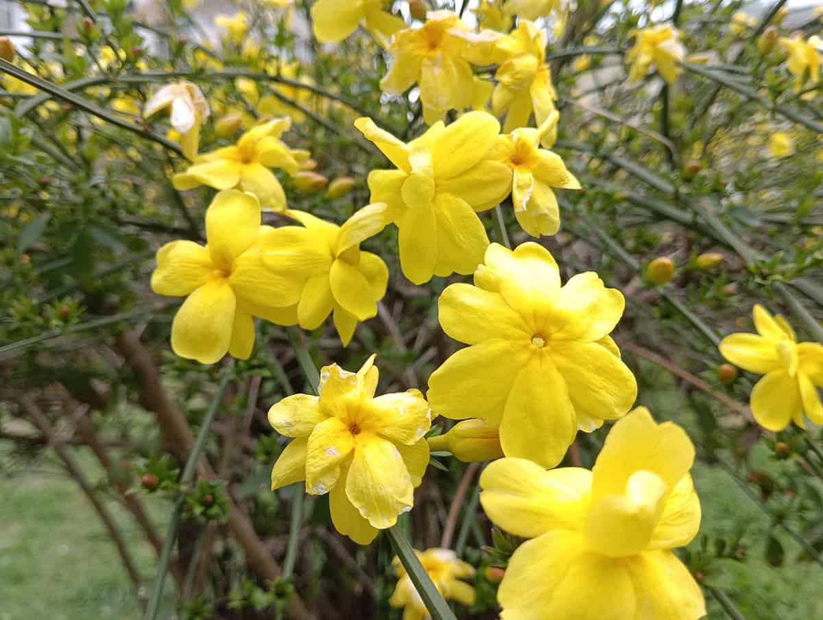 Winter Jasmine (Jasminum nudiflorum)