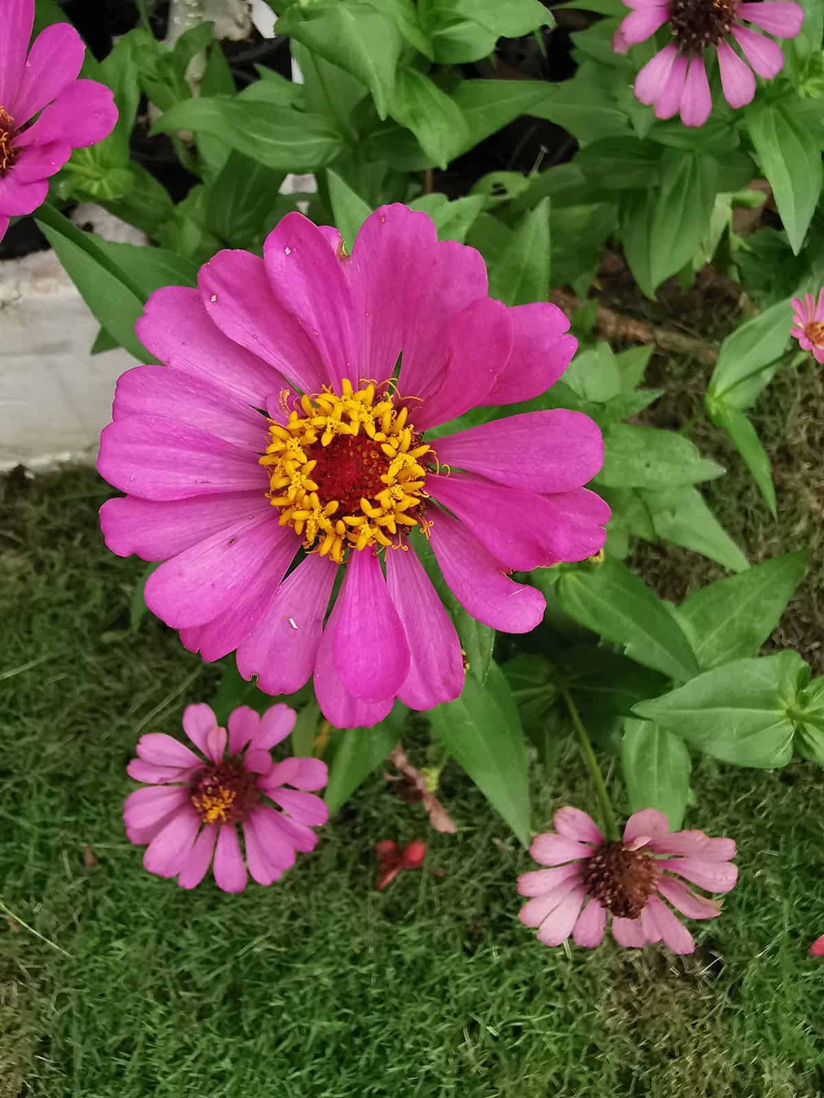 Zinnias