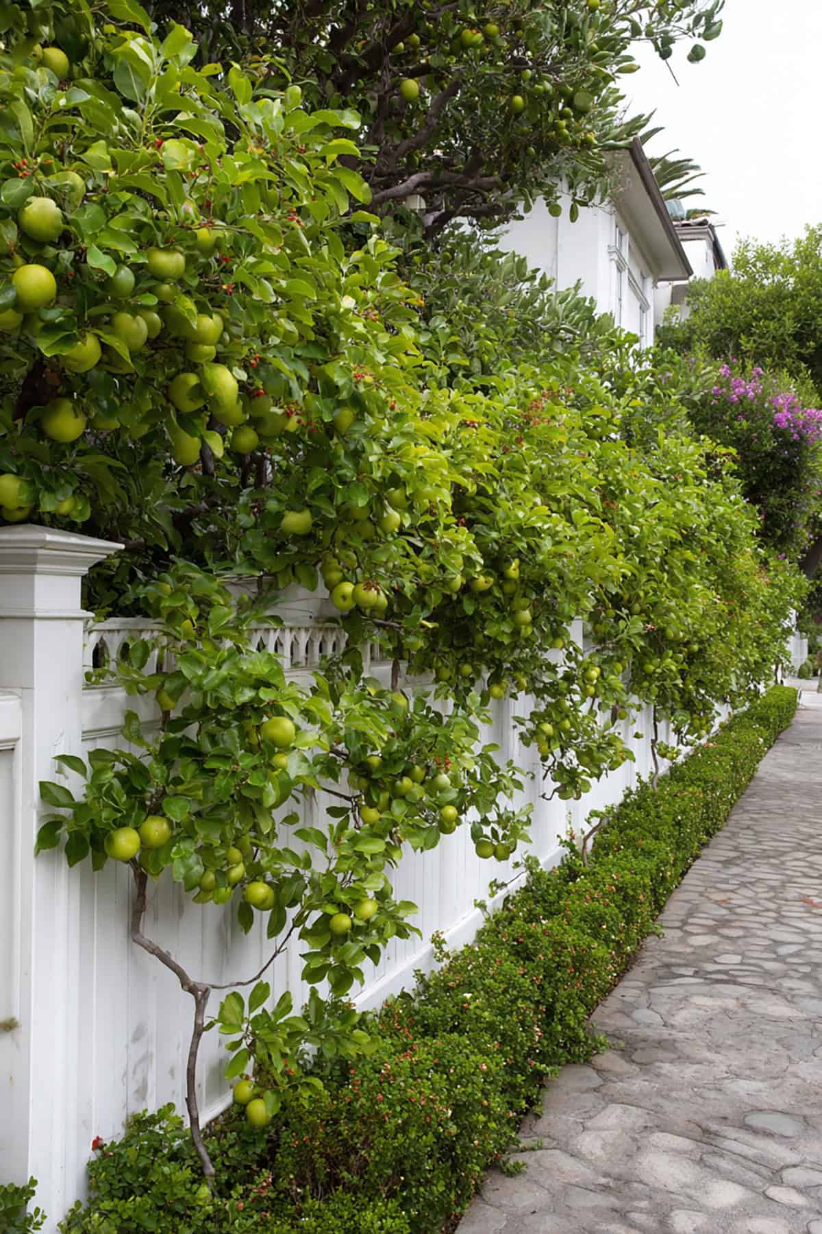 Fence Espalier Fruit Wall