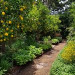 Food Forest Ideas