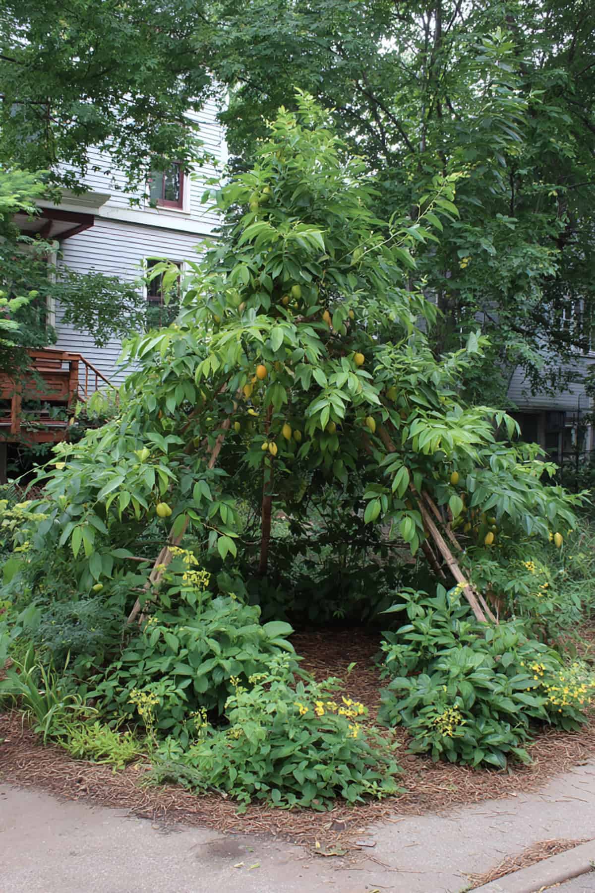 Forest Garden Canopy Pocket