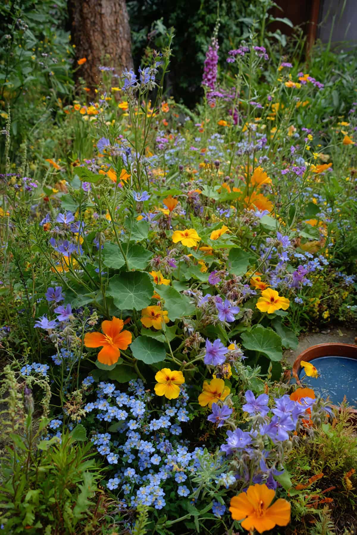 Pollinator Snack Corner
