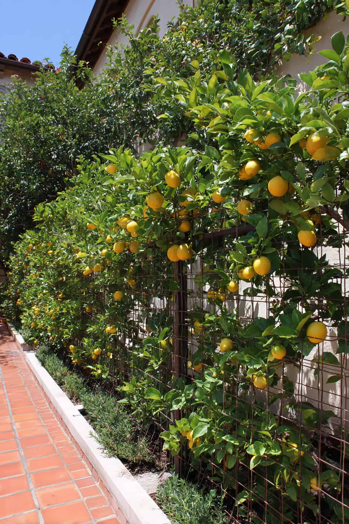Citrus Espalier Fence With Lemons on Horizontal Wires