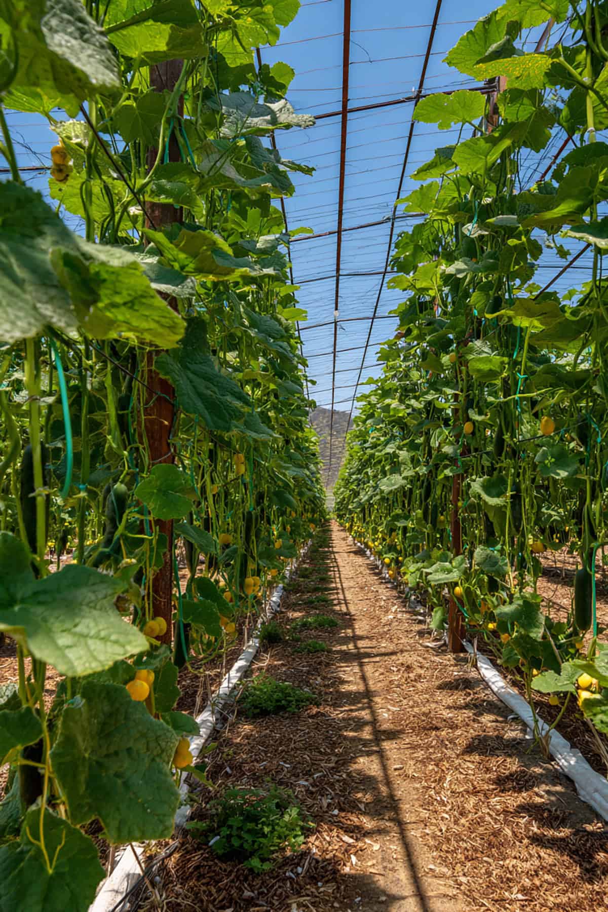 Cucumber Trellis Fence with Hanging Fruit Rows