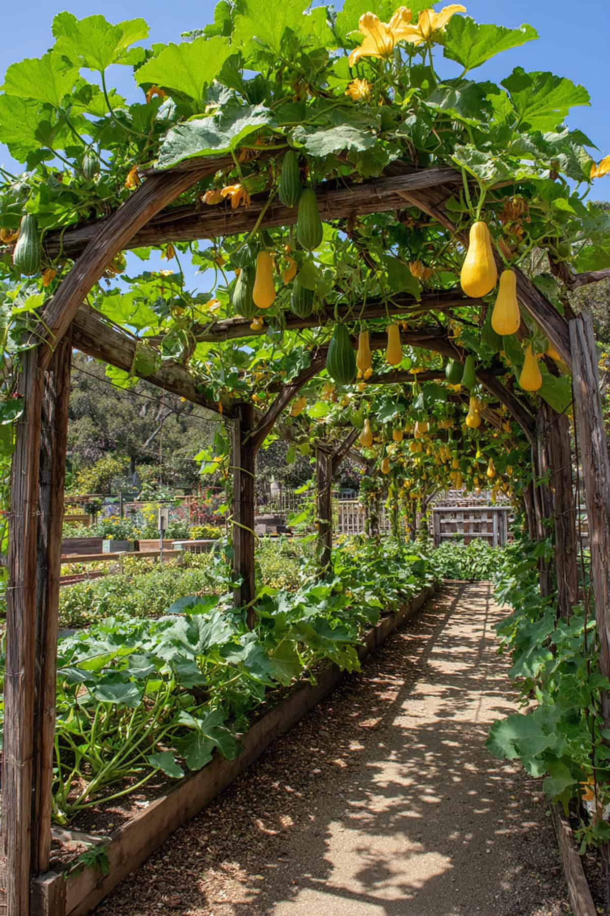 Edible Squash Arch Fence With Repeating Mini Tunnels