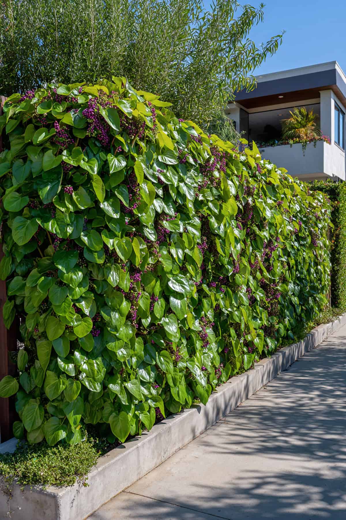 Edible Vine Fence With Malabar Spinach and Glossy Leaves