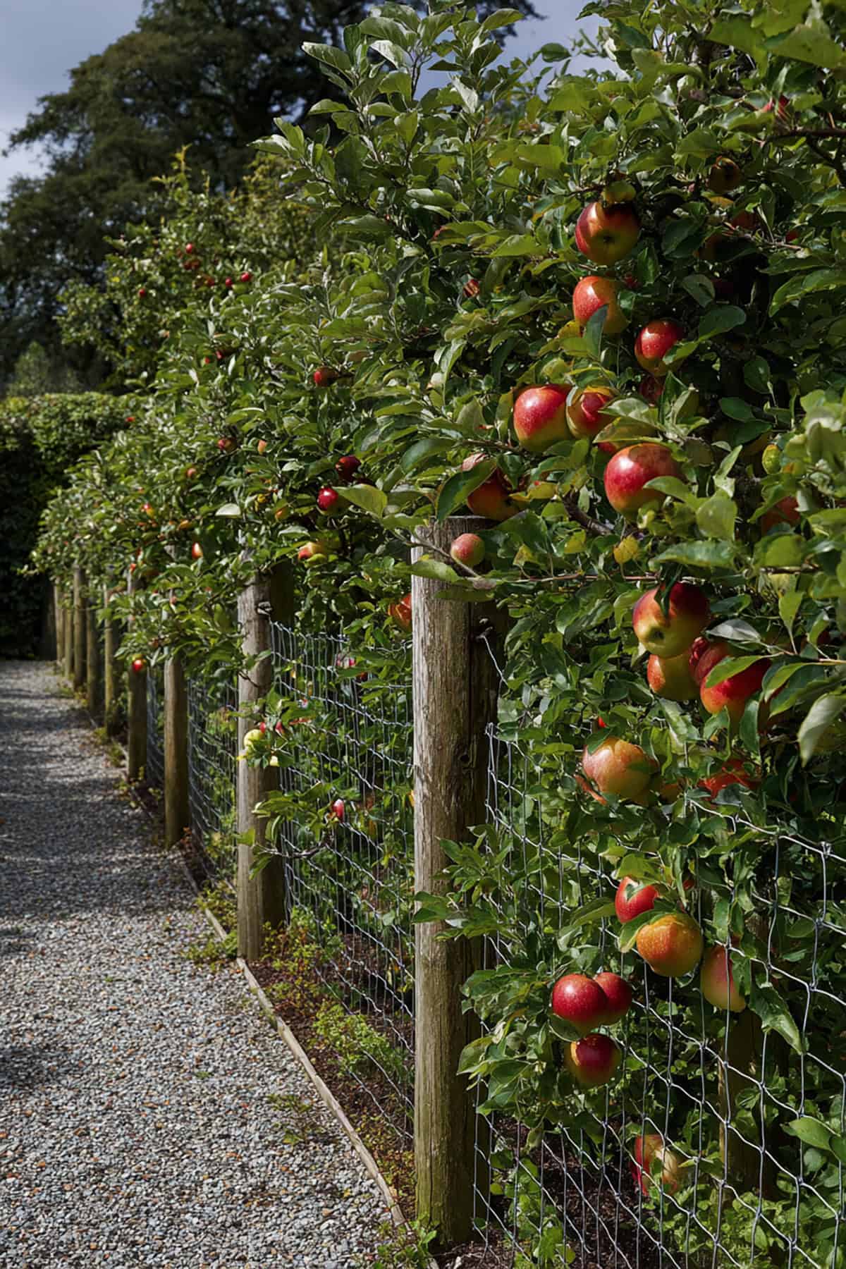 Espalier Apple Fence on Wire Panels