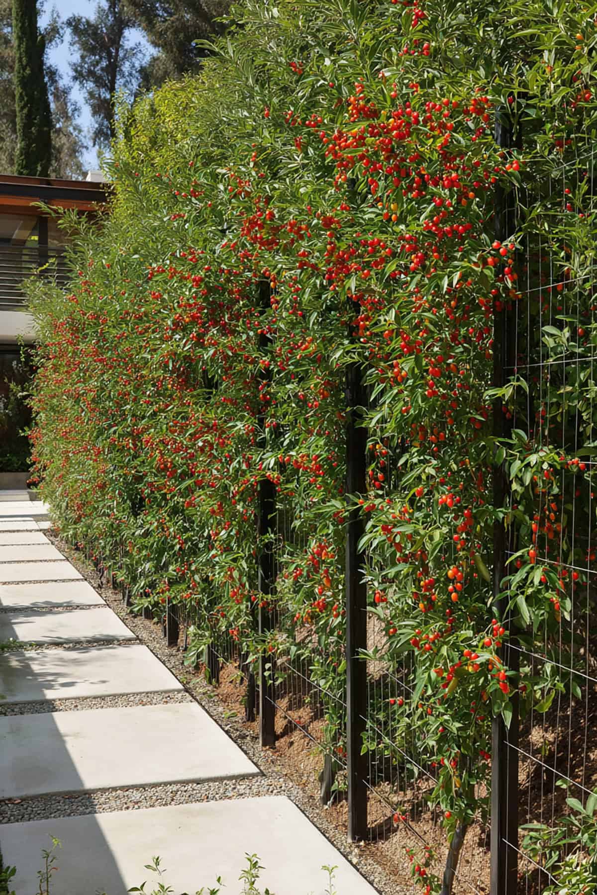 Goji Berry Trellis Fence with Vertical Cords