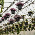 Greenhouse Interior Design Ideas