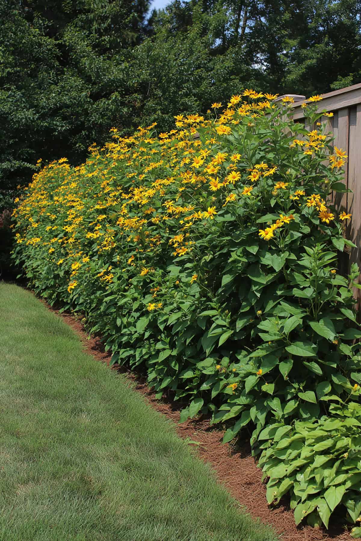 Jerusalem Artichoke Summer Privacy Fence