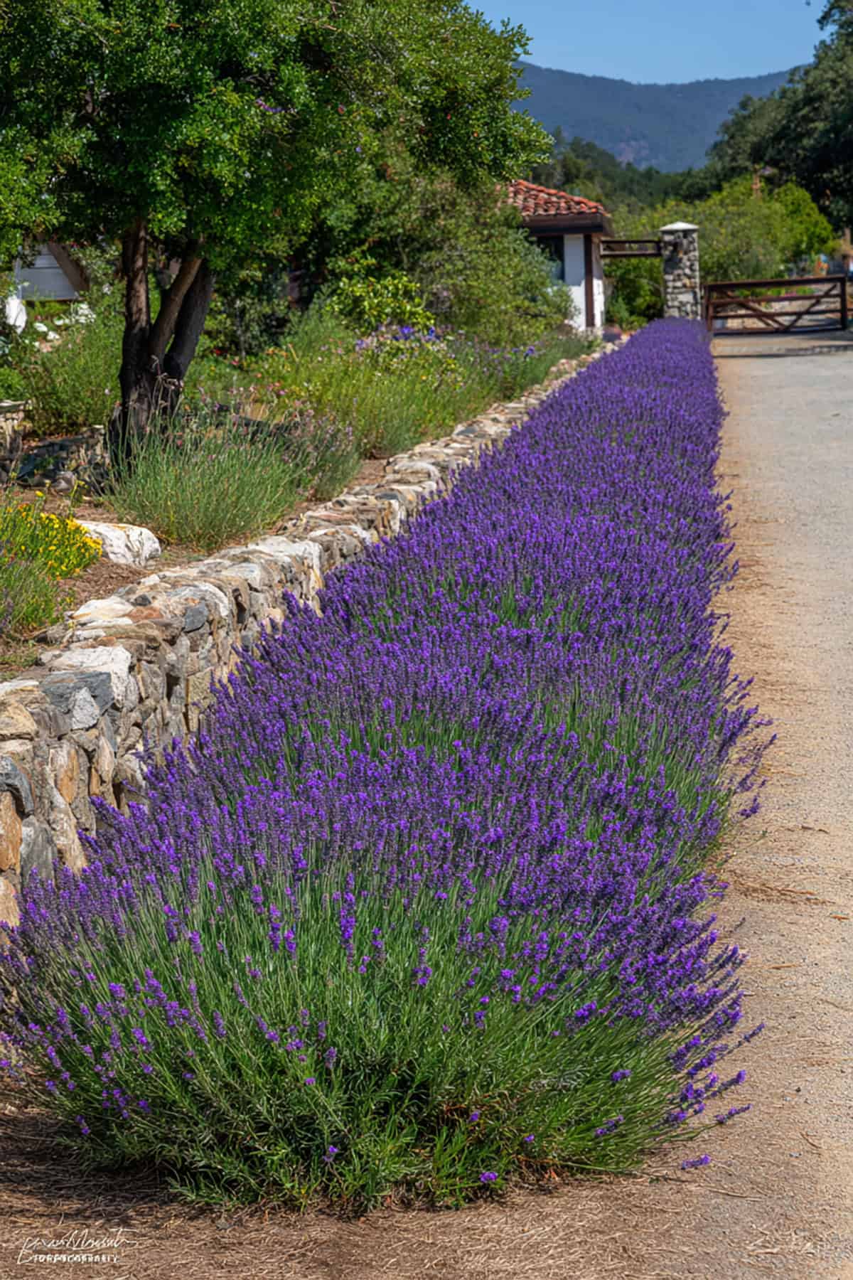 Lavender Edible Border Fence with Formal Lines