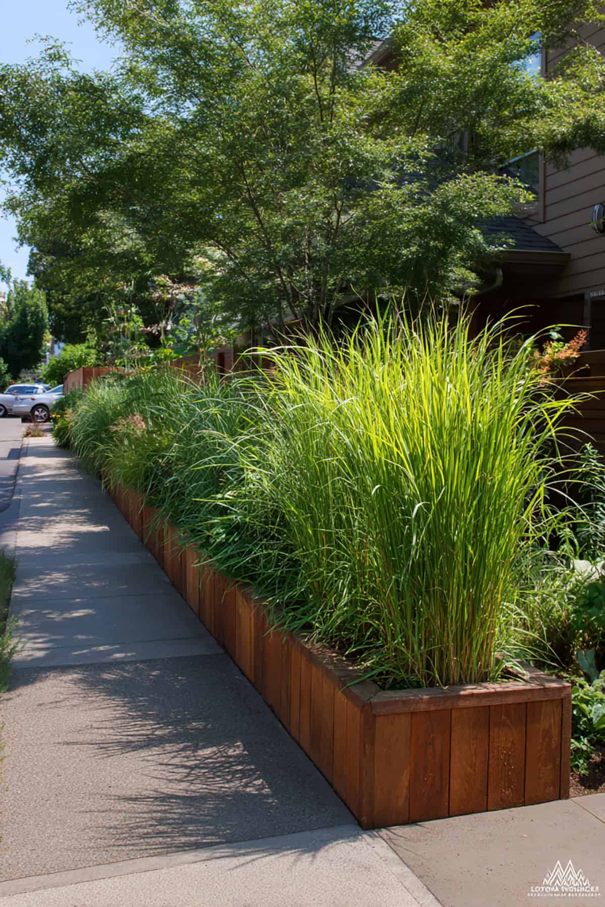 Lemongrass Fence in Long Raised Beds